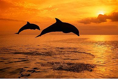 玩家吐槽 Steam Deck修理一个按键官方报价1100元